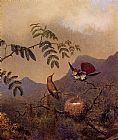 Frilled Coquette by Martin Johnson Heade